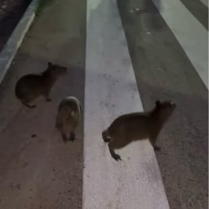 道路を横断したいカピバラの赤ちゃんたち。危険から守るため、人々が協力して誘導！【海外・動画】