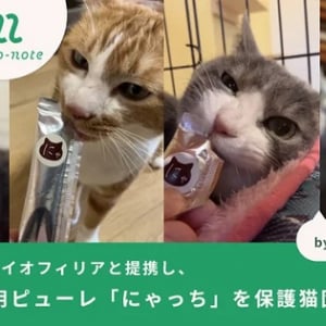 無添加の猫用ピューレを保護猫団体へ協賛。ネコノートとバイオフィリアが提携！