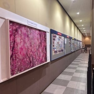 【東京都千代田区】写真家・蜷川実花氏の作品が明治大学キャンパス内に展示。学生生活をアートで支援！