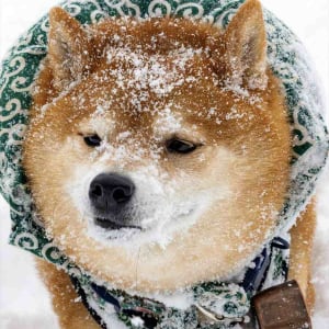 雪が薄く積もってシュガー揚げパンみたいになっている柴犬が話題に！「粉砂糖たっぷりで甘くておいしいね」「かわいくて皆に食べられちゃうね」