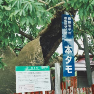 【青森県旧稲垣村(つがる市)】暮らしと、樹齢1000年を超えるタモの木と