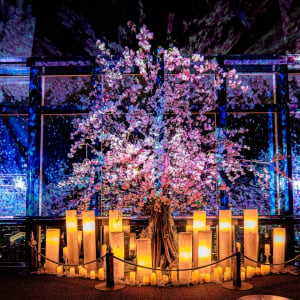 東京タワー×ネイキッド、春の夜景が桜色に染まるマッピングショーイベントが3月1日より開催！