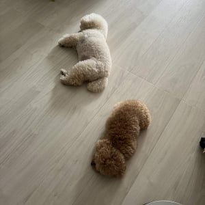 床にポテっ。寝転がる愛犬たちがかわいすぎると話題に「踏んじゃダメだよー」「モップ機能付きの新型ワンバ」