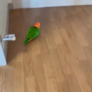 ドアの隙間にクチバシを入れるインコ。テコの原理でドアを開けた！？「とても賢い」「賢すぎでしょ」