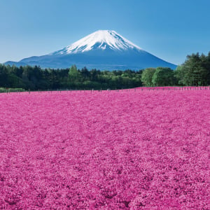 富士本栖湖リゾート、春の風物詩「富士芝桜まつり」4月12日より開催！「ピーターラビット™ イングリッシュガーデン」も営業開始