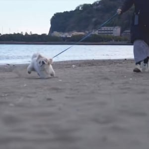 砂浜を楽しみすぎ！ぱたぱた走るペキニーズ犬がかわいすぎると話題に「オモチャみたいな動きでかわいい」