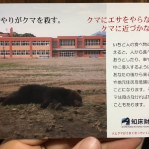 「エサやりがクマを殺す。」観光客が与えた1本のソーセージで悲しい最後となった熊の悲劇