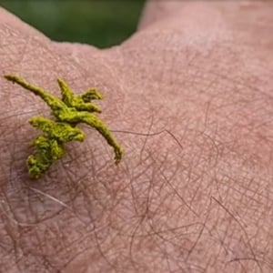 一体これは何なんだ！？植物のように見えるオーストラリアで撮影された謎の生物の映像!