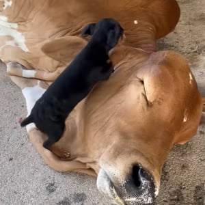 そこはふかふかのベッドじゃないよ！子犬がくつろぐのは・・大きなウシの上！！【海外・動画】