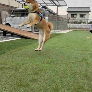 柴犬がジャンプした瞬間を激写！インパクトある1枚が話題に「芸術点の高い飛行」「足ピーンが綺麗すぎる！」