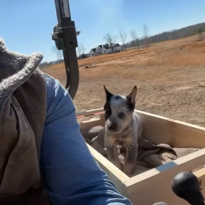 これが本当のハコ乗り？子犬が木箱のシートに乗ってトラクターでドライブ！！【海外・動画】