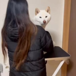 柴犬が揺れる飼い主さんに合わせてひょっこり！何度も顔を出すのがかわいすぎる「想像以上のひょっこり具合」「カメラに写りたいんだワン」