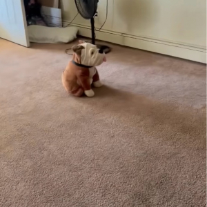 「一緒に遊ぼ！」と言ってるいる？子犬がブルドッグのぬいぐるみに全力で体当たり！【アメリカ・動画】