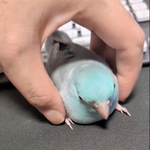 踏ん張って帰宅拒否するインコ。絶対帰りたくないという強い意思に反響「めっちゃふんばってる」「最後のうぇーいみたいなのたまらなくかわいい」