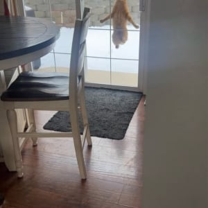 窓の外でぴょんぴょん！お家に入りたいネコがジャンプで猛アピール！！【アメリカ・動画】