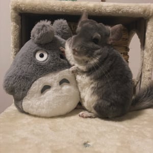 ぬいぐるみを仲間だと思ってる？チンチラのツーショットが話題に「一瞬どっちもトトロに見えました」「色味とサイズ感が仲間すぎる」