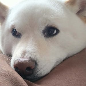 「さっきまで咥えていた靴下どこに置いた？」と愛犬に聞いたら・・。柴犬のリアクションが話題に「目をそらしていますね」