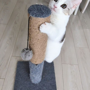 よじ登りを極めた顔してる。登頂に成功した子猫に反響「ほめられ待ち〜」「やったぜーってお顔にゃ！」
