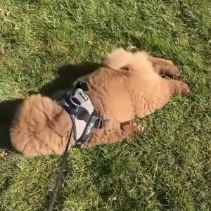 ぽてぽて・・ごろんっ。おさんぽ気分ではなかったイヌが取った行動に驚き！？【海外・動画】