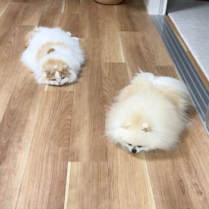愛猫と愛犬が溶けちゃった！？うつ伏せ中の仲良しなふたりが話題に「同じポーズ！かわいいー！」「揃って見事な溶け方」