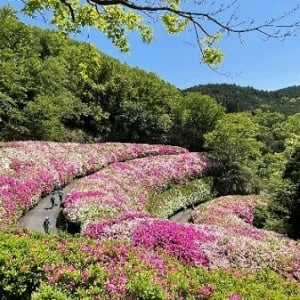 東大阪市・生駒山「なるかわ園地つつじ園」がまもなく見頃！絶景“ツツジロール”が出現
