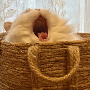 ネコが大きなあくび！その瞬間をとらえた写真が話題に「めちゃくちゃかわいい」