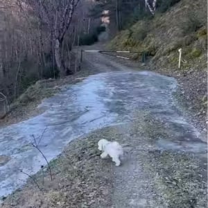 愛犬が湧き水を飲もうと小川に足を踏み入れたら・・。流された！？いや、滑りだした！？【海外・動画】
