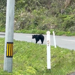 狩野英孝さんがクマと出会う / モンハンならば勝てた可能性「武器持ってたら一狩り行ってたのにな」