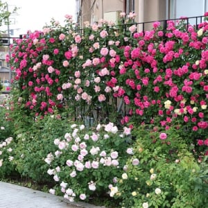 【山梨県笛吹市】「石和名湯館 糸柳」で「薔薇の小道フェスタ 2025」開催！バラプランも登場