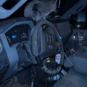 トラックの運転手さんが窓を開けたまま車を離れ戻ってみると車内が大変なことに！！かわいいギャングに占拠されてしまった！？【アメリカ・動画】