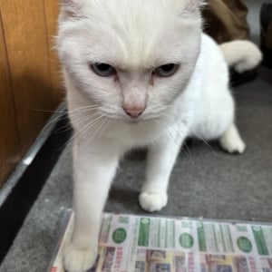 ドリームジャンボ宝くじの発売がスタート！幸運を呼ぶリアル招き猫がいる宝くじ売り場を紹介！