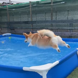 コーギーがプールにダイブ！その瞬間を捉えた写真が話題に「想像以上に飛んでる！」「いい構図ですね」