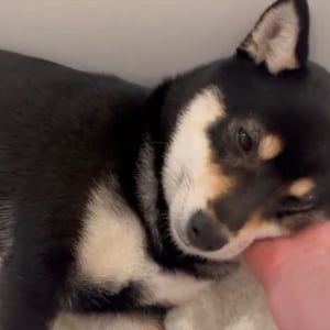 ナデナデする飼い主さんの手を枕にして寝始めた！かわいすぎる豆柴の寝顔「ゴッドハンドですね」