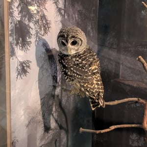 普段は展示していない超希少なスライゴオオサンショウウオも！サンシャイン水族館で特別展「真夜中のいきもの展」開催中