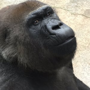 ゴリラのローラが死去 /  千葉市動物公園が優しく穏やかな表情のローラ画像を公開