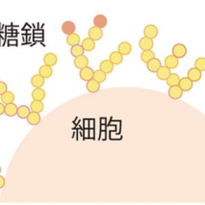 肌の老化は細胞から防げ！ 細胞レベルで紫外線対策に繋がるエイジングケア「糖鎖（とうさ）」とは