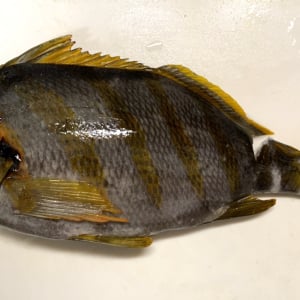 【まさに外道】激臭魚四天王が1尾・タカノハダイを捌いて食べた結果 → 最凶すぎて大惨事に!! そして磯臭い魚の食べ方の最適解はコレだと思うんだよね