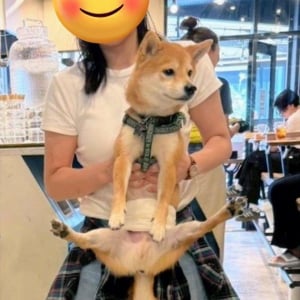 手足がピン！捕獲された柴犬の姿が話題に「かわいすぎなんですが！」「足めっちゃ開くんですね」