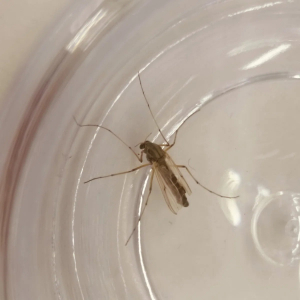 大阪・関西万博にユスリカのむれがあらわれた！ キンチョウが大量発生の秘密を解説