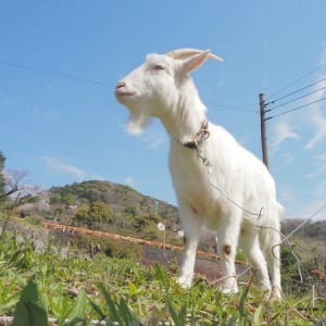 【神奈川県湯河原町】「粗放管理」の実証実験拠点「湯河原・スピルバーグ・ヤギポート」が本格OPEN！