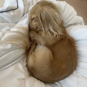 ぐっすり眠るダックスフンド。お鼻を隠すその寝姿と飼い主さんの疑問が話題に「落ち着くんだろうね」「守ってるのかも？！」