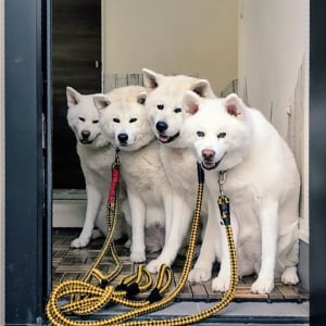 並んでって言ったわけけはないけれど・・。上手いこと並んで待つ秋田犬が話題に「何かの宣伝写真みたい」「やる気の満々の表情が清々しい」
