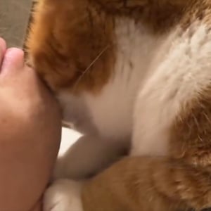 猫吸いさせてもらおうと思ったら・・、逆にネコに吸われることに！？衝撃の展開が話題に「待ってたんでしょうね」「パパを吸わないと元気出ないよね！」