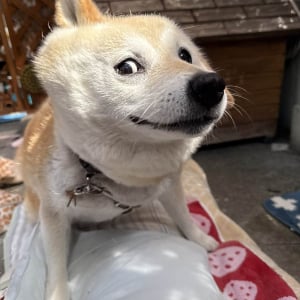 『何その顔！』柴犬が見せた顔が話題に「もうこれはキャラクターですね！」「アメコミ風」