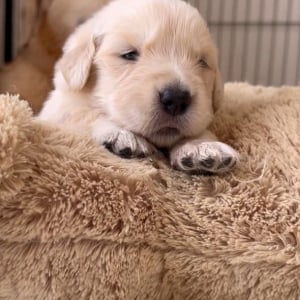 「どうしたらいい？」みたいな顔をしているゴールデンレトリバーの子犬。表情も動きもかわいすぎる！「たまらなくかわいい」