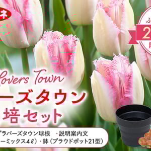 【神奈川県横浜市】横浜市限定チューリップ「ラバーズタウン」の球根栽培セットがふるさと納税返礼品に！