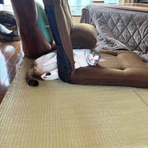 ネコが頭を通した場所は・・。座椅子に貫通する姿が話題に「これが正しい座椅子の使い方にゃんよ」「置物が横になっとるにしか見えん」