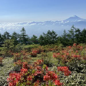 【山梨県韮崎市】レンゲツツジの開花シーズンに運行される「甘利山タクシー」が9人乗りにアップデート！