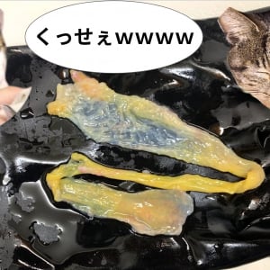 【猫も逃げ出した】鯛のくっせぇくっせぇアレを食べた結果