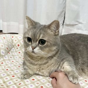 ネコにかまってもらおうと手を伸ばしたら・・。飼い主さんをノールックであしらう様子が話題に「スンとしたお顔がかわいい」「今いいところだから邪魔するにゃ～」
